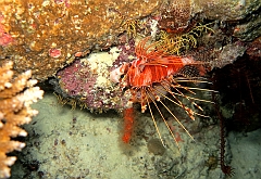IMG_0799rf_Maldives_Madoogali_Plongee 7_House reef_Poisson scorpion diable_Pterois antennata